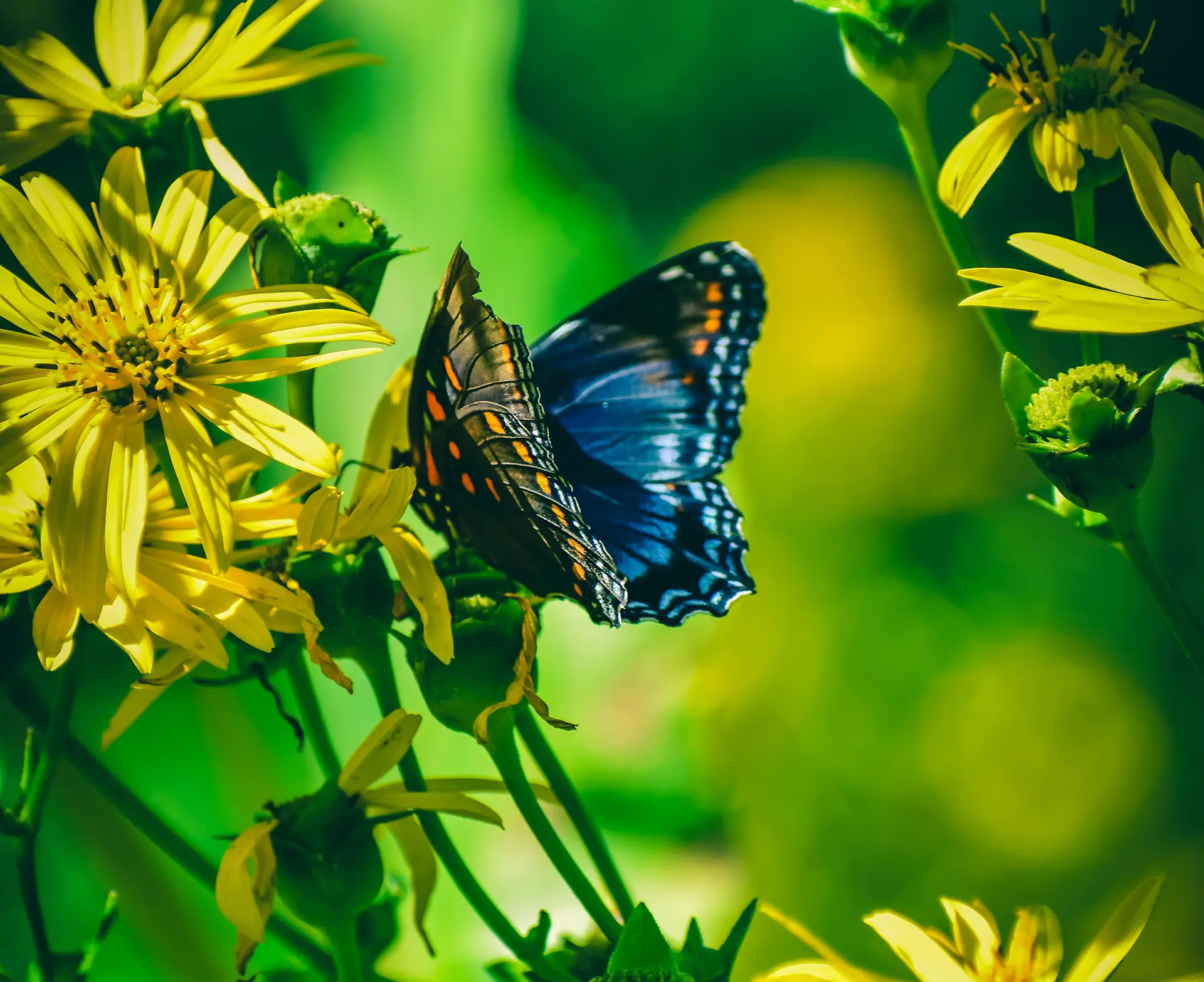 butterfly photo