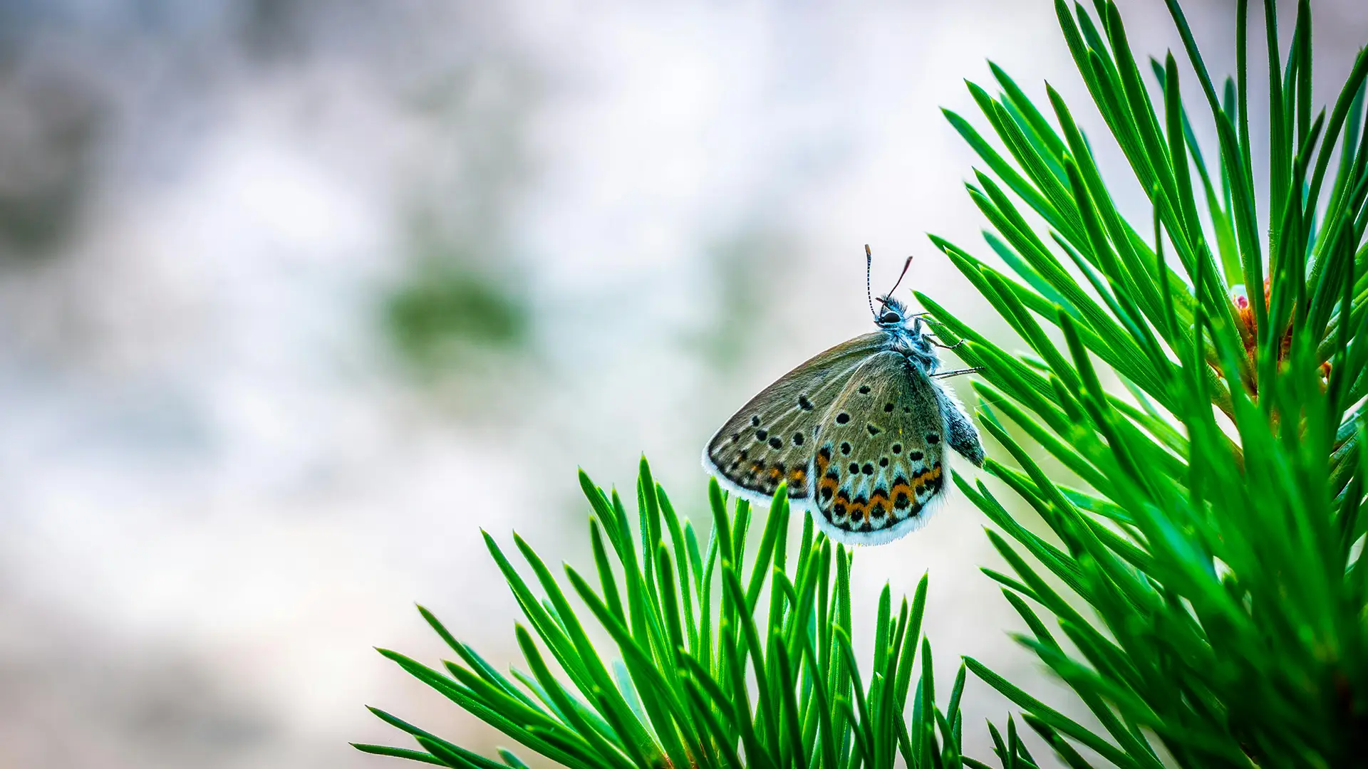 butterfly photo