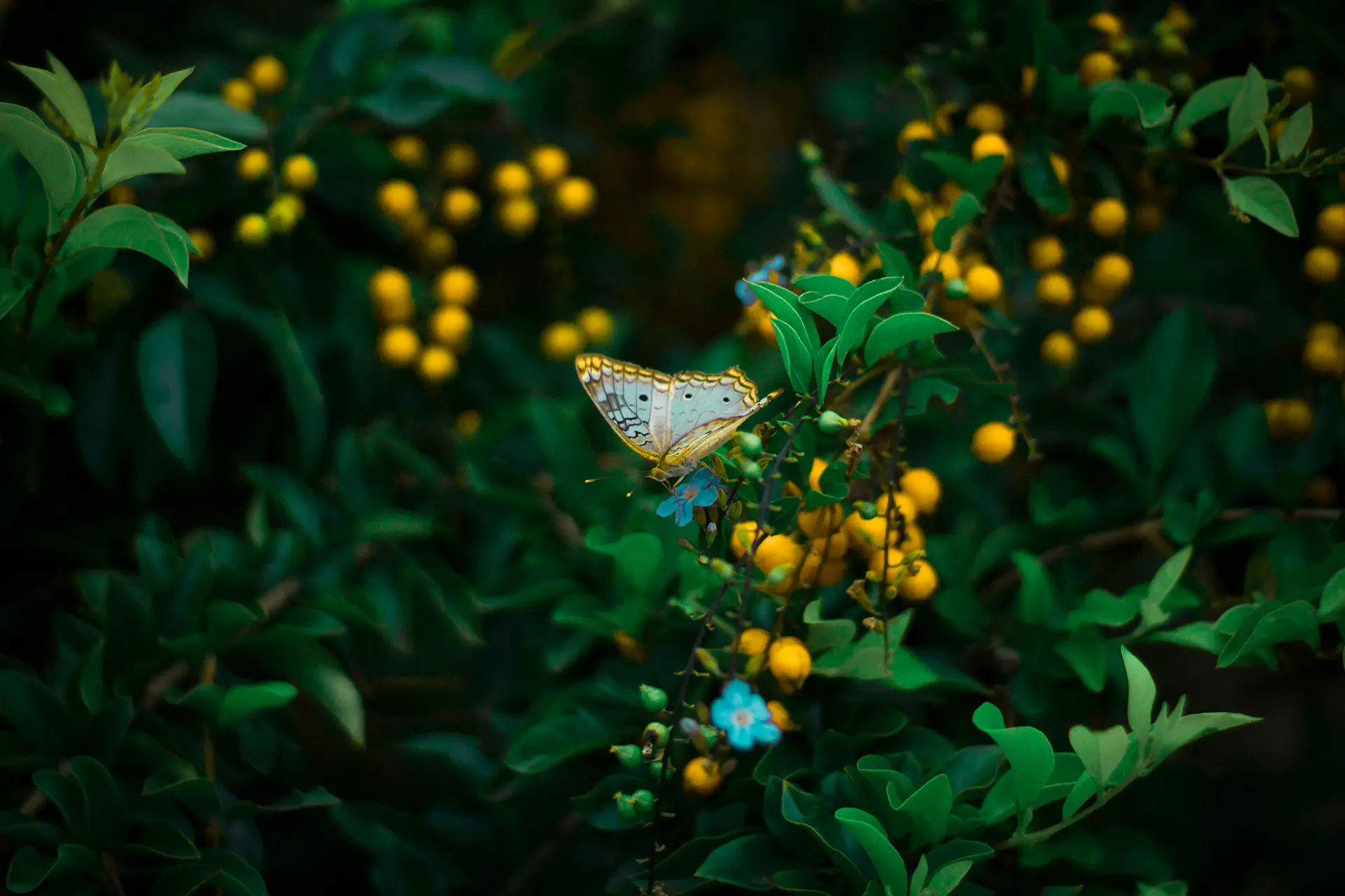 butterfly photo